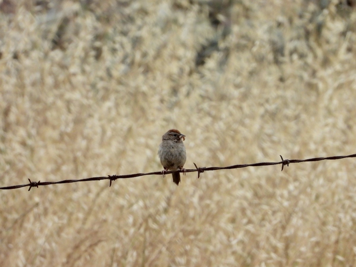 Rufous-crowned Sparrow - Christine Hogue