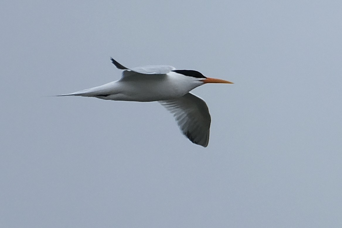 Elegant Tern - ML619243902