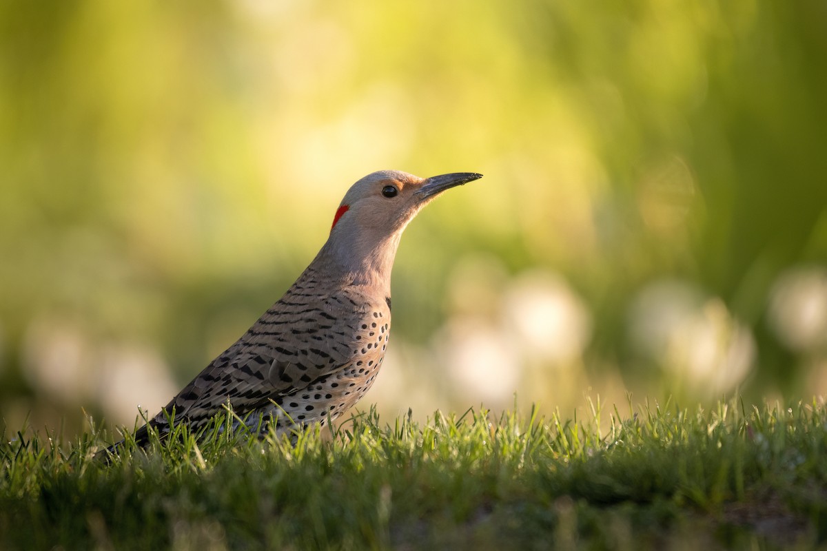 Northern Flicker (Yellow-shafted) - Beau Cotter