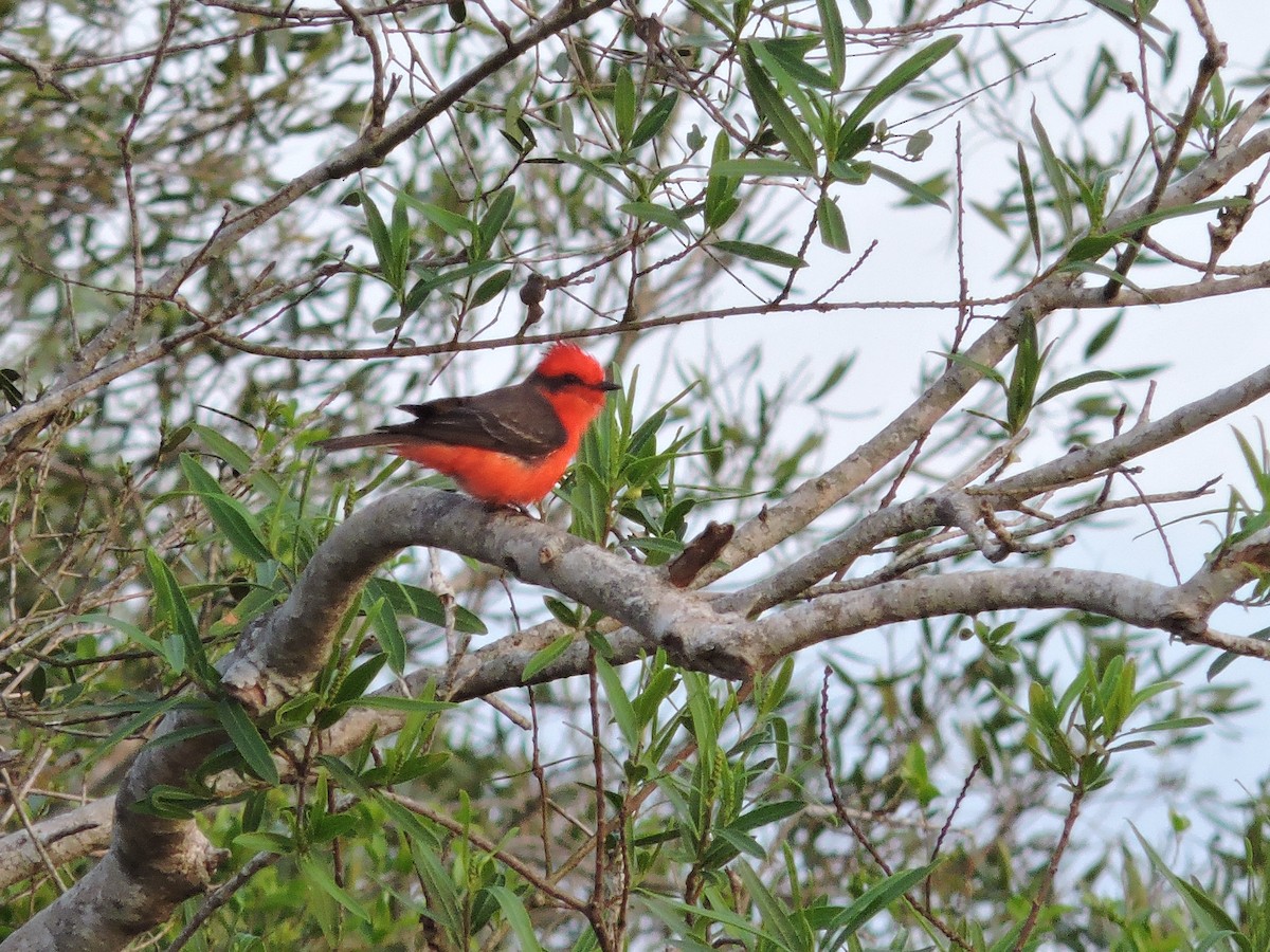 Vermilion Flycatcher - Más Aves