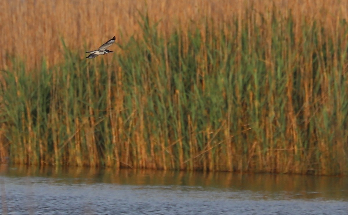 Belted Kingfisher - ML619243930