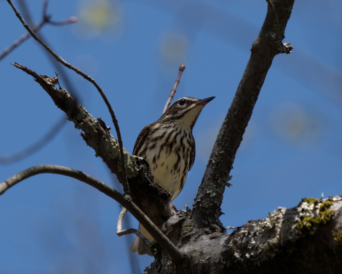 Louisiana Waterthrush - Julian Ventres