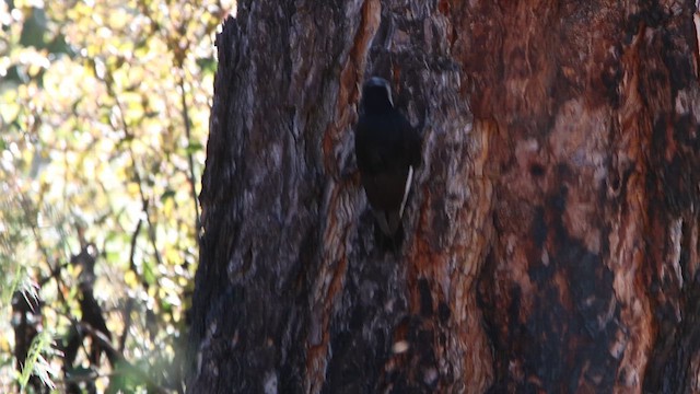 White-headed Woodpecker - ML619243948