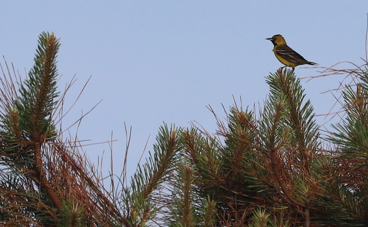 Orchard Oriole - ML619243950