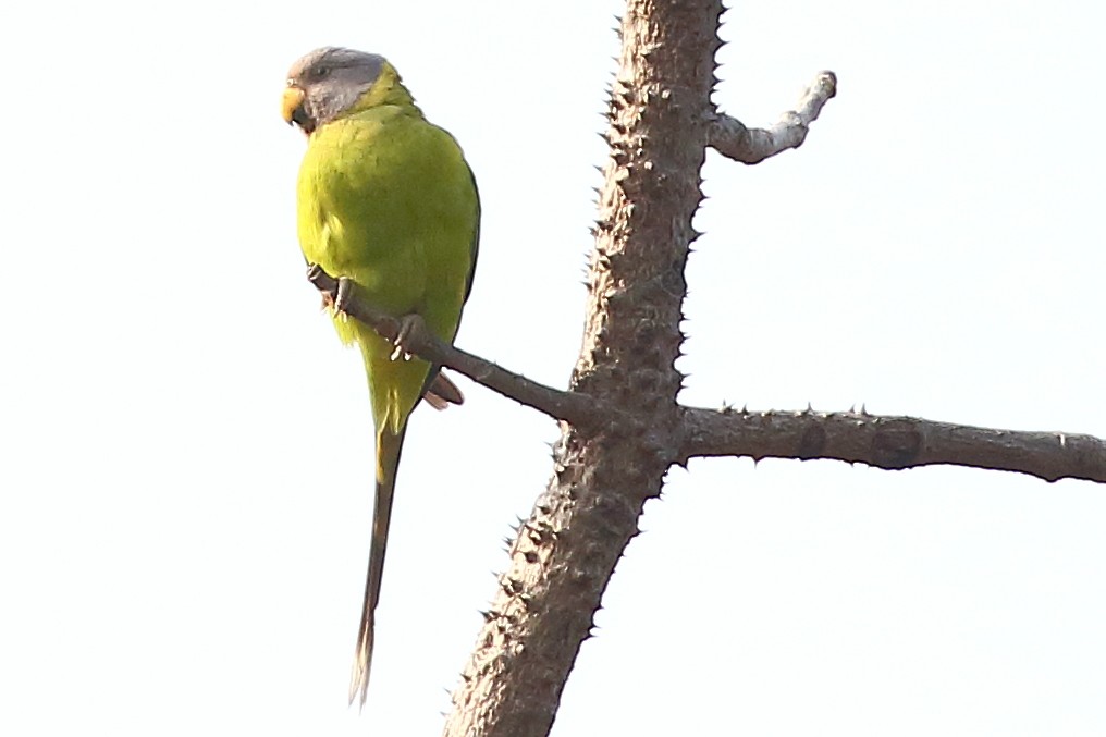 Plum-headed Parakeet - Christopher Escott