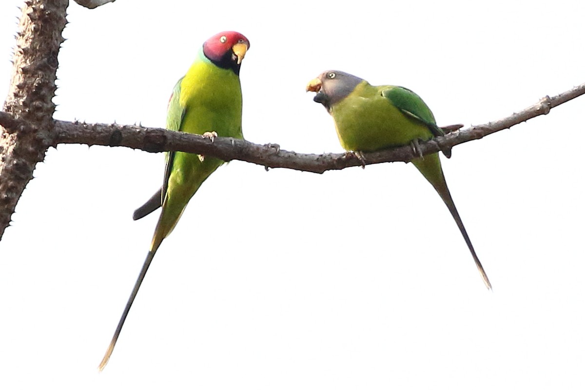 Plum-headed Parakeet - Christopher Escott