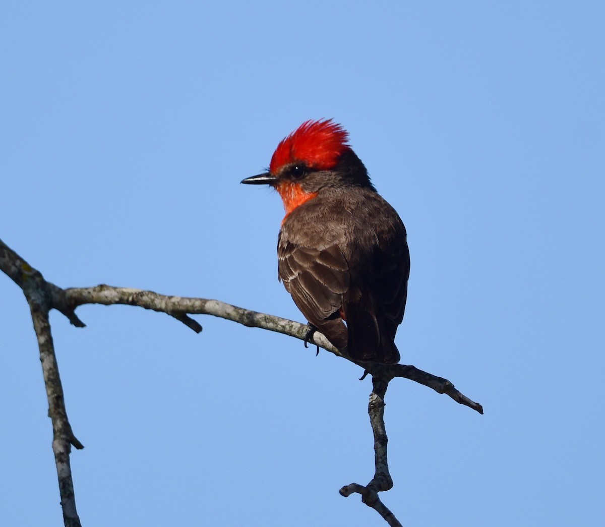 Vermilion Flycatcher - Andrew Donnelly