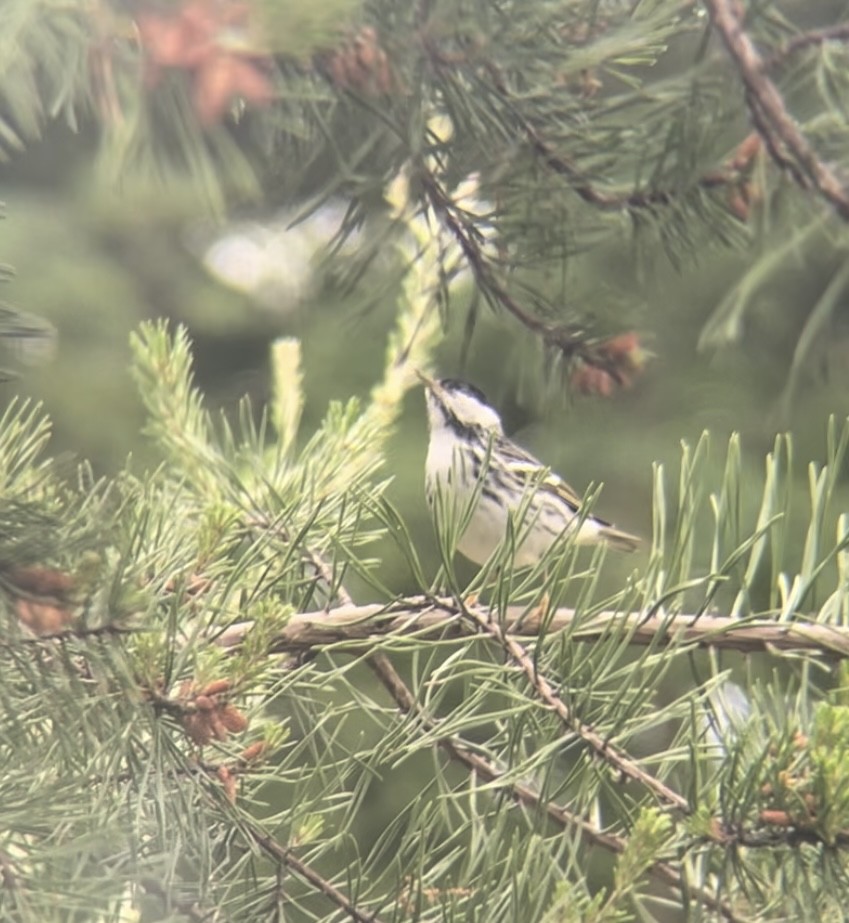 Blackpoll Warbler - Gabe Kinstlinger