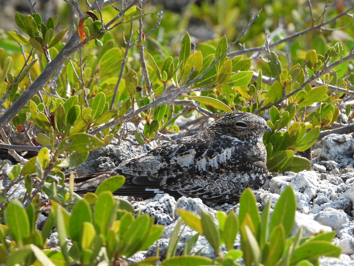 Antillean Nighthawk - Luis Gonzalez