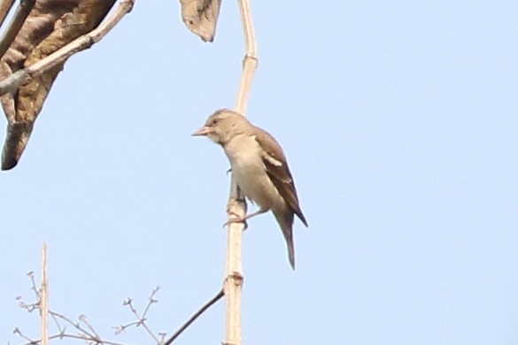 Yellow-throated Sparrow - Christopher Escott
