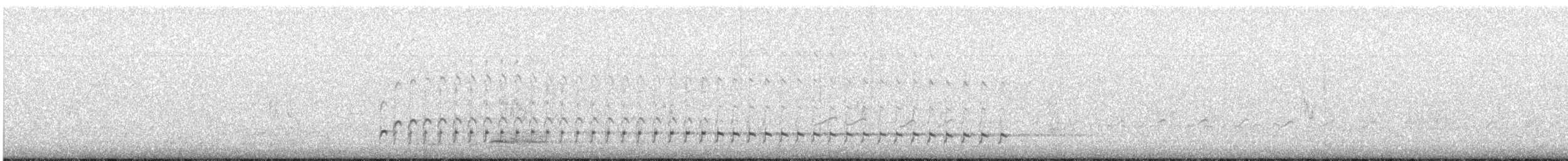 チュウシャクシギ（variegatus） - ML619244012