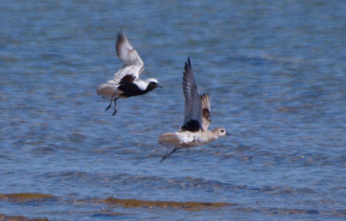 Black-bellied Plover - Gordon Haase