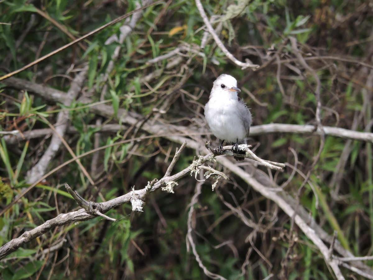 White-headed Marsh Tyrant - Más Aves