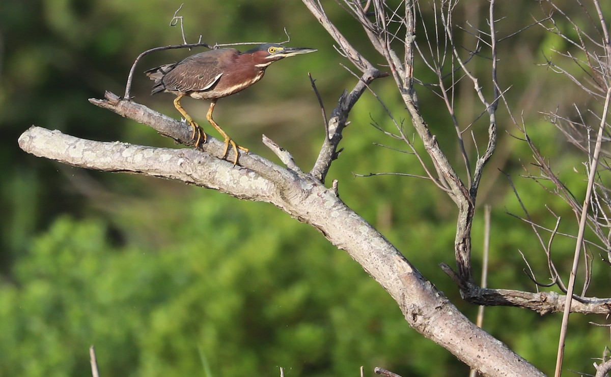 Green Heron - ML619244032