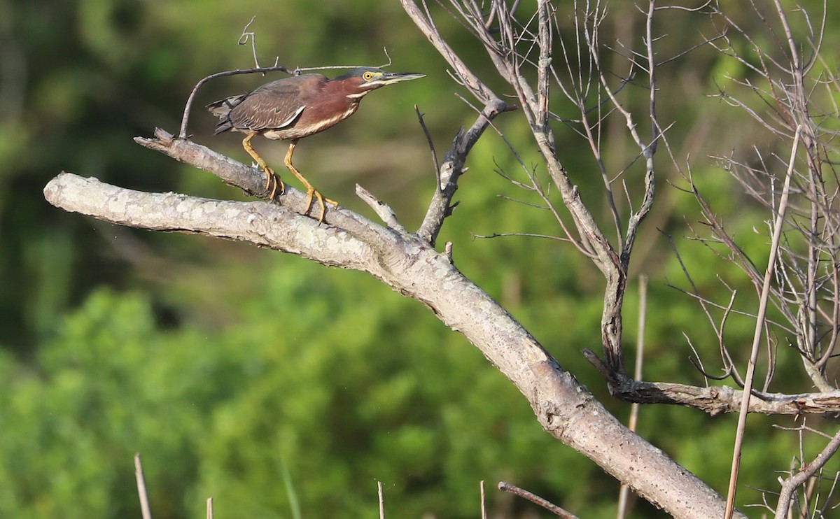 Green Heron - ML619244035