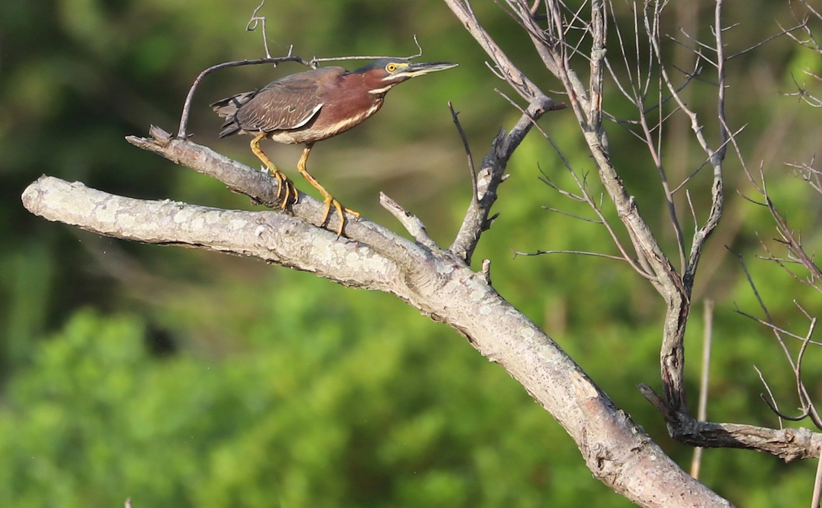 Green Heron - Rob Bielawski