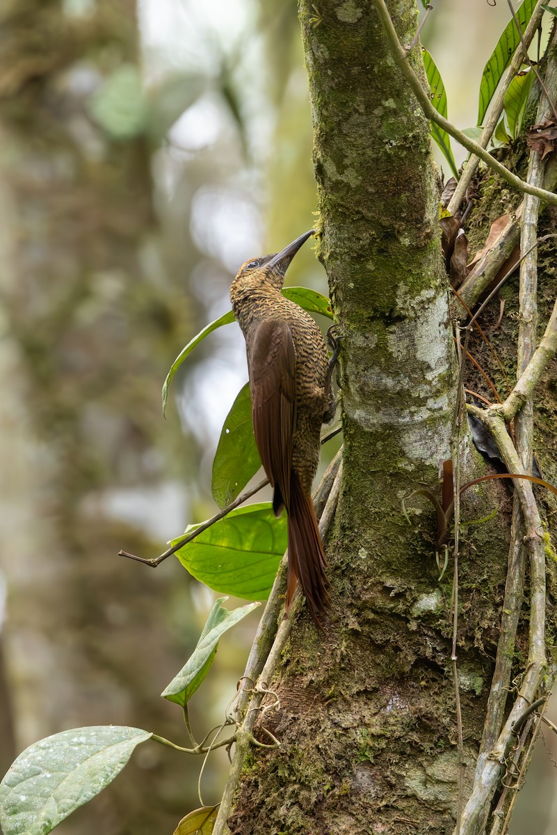 Northern Barred-Woodcreeper - Mason Flint