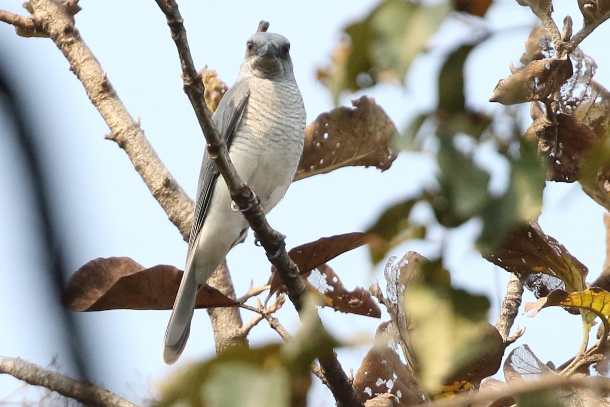 Common Hawk-Cuckoo - Christopher Escott