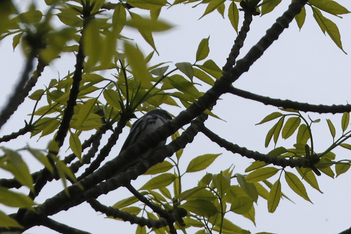 Cerulean Warbler - Larry Therrien