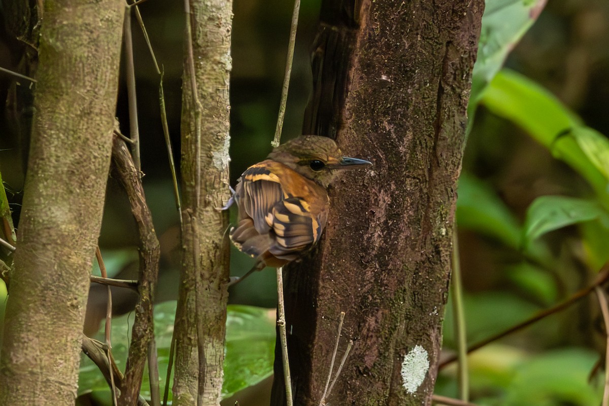 Spotted Antbird - ML619244061