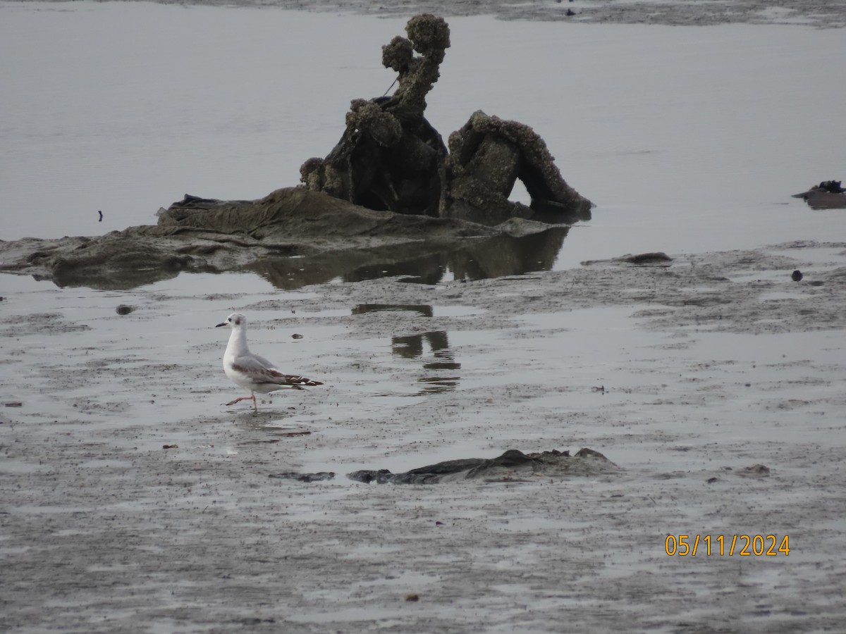 Bonaparte's Gull - ML619244068