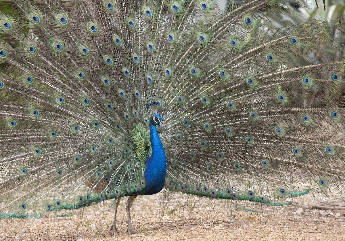 Indian Peafowl - Denny Swaby