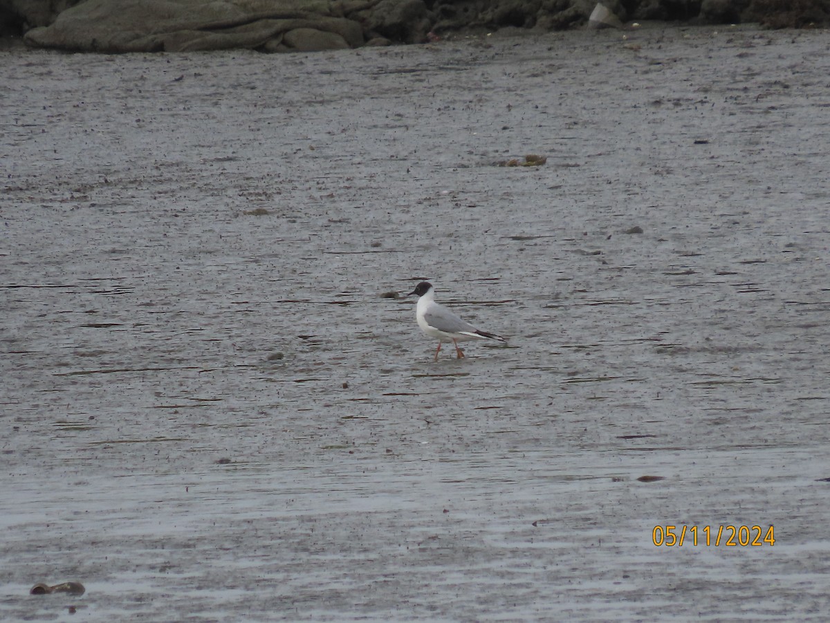 Gaviota de Bonaparte - ML619244077