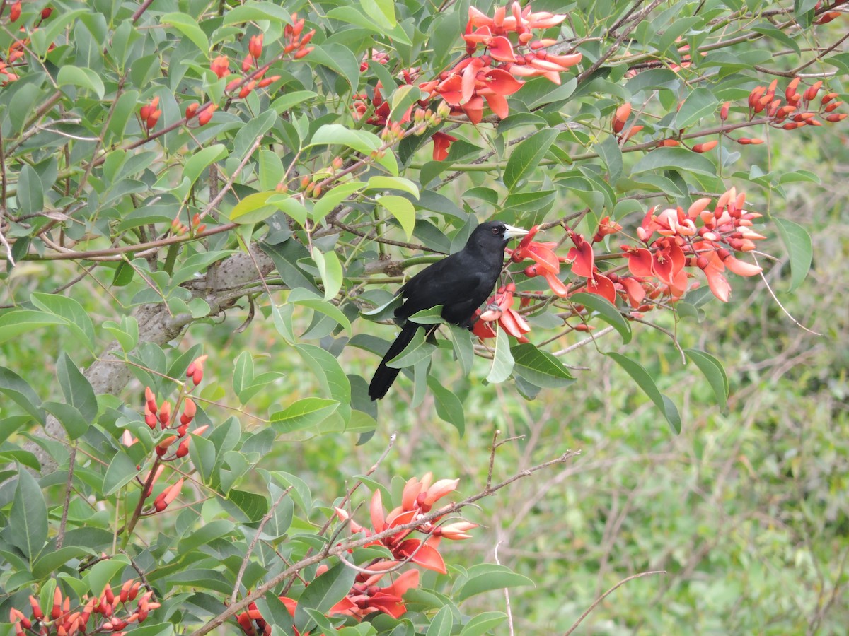 Solitary Black Cacique - Más Aves