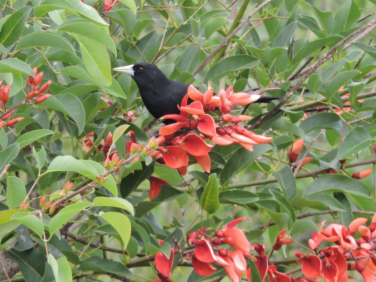 Solitary Black Cacique - Más Aves