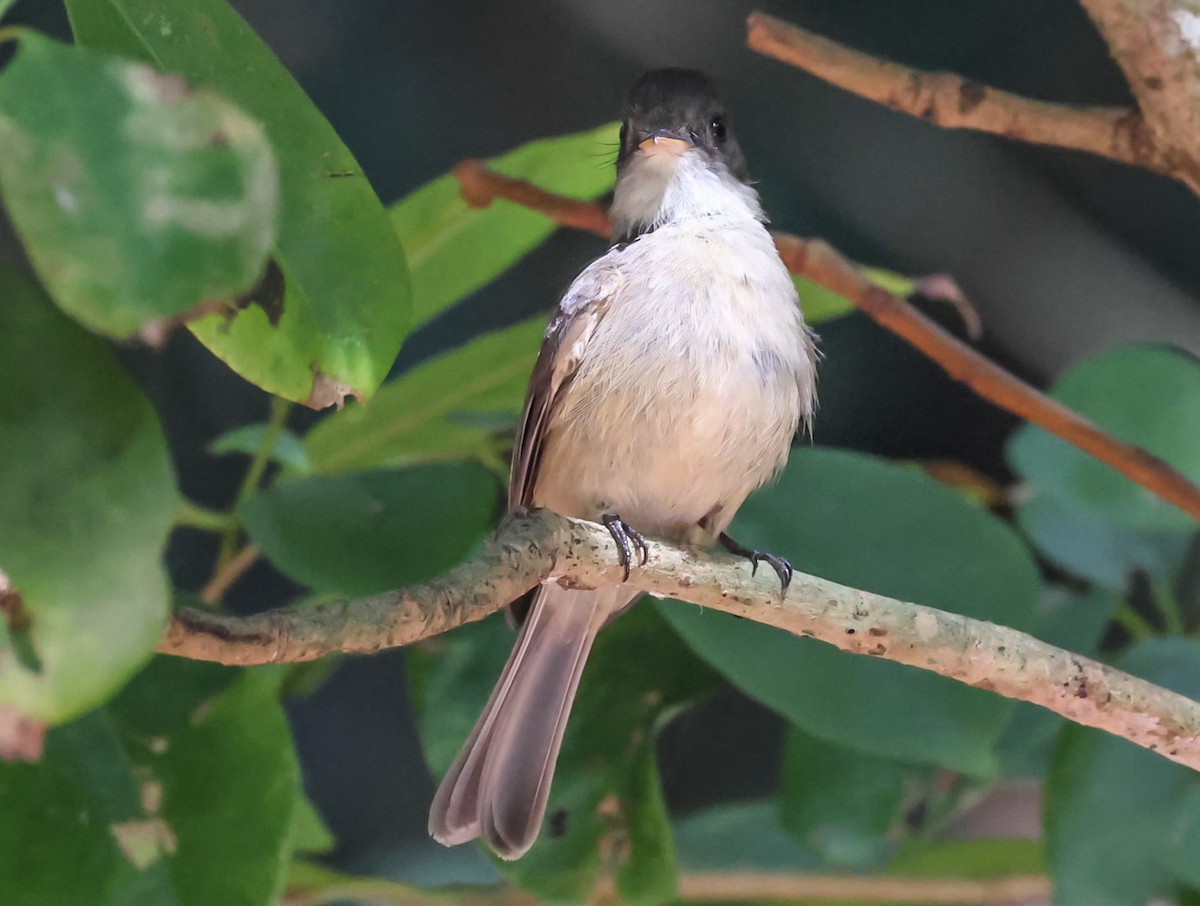 Lesser Antillean Pewee - Pam Rasmussen