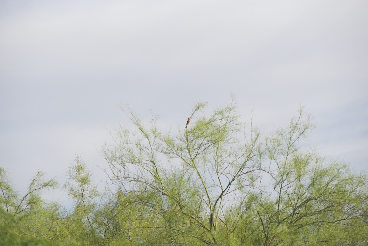 Northern Cardinal - Robert Carter