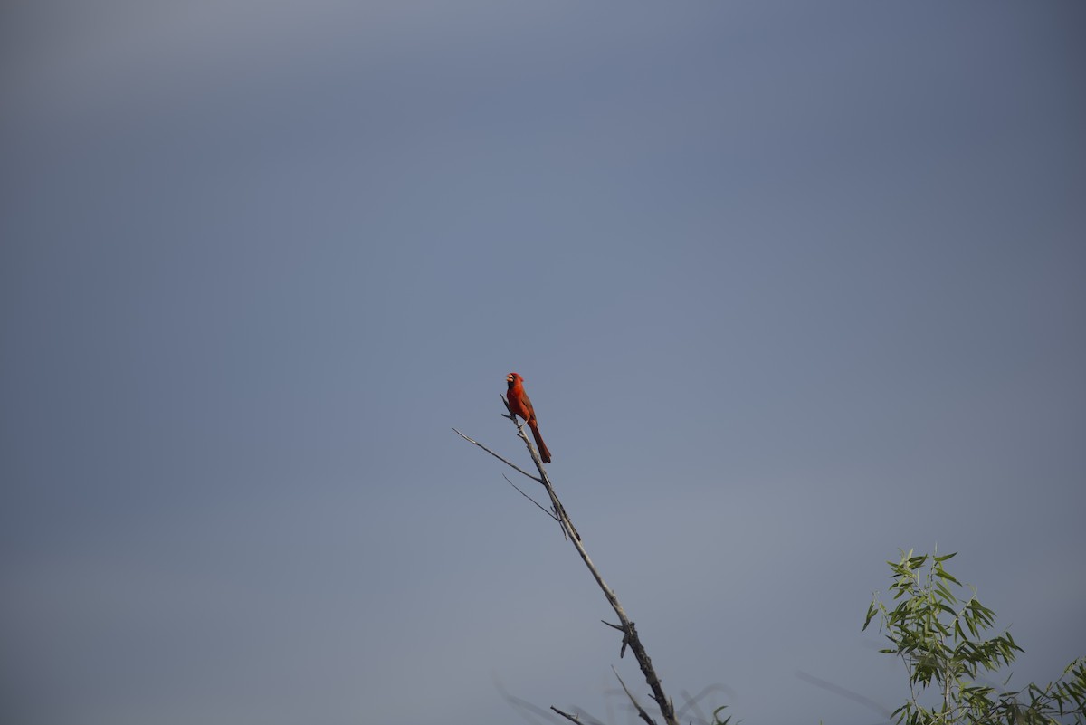 Northern Cardinal - Robert Carter