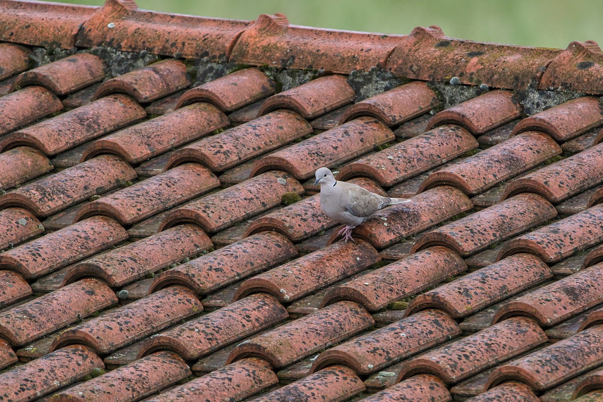 Eurasian Collared-Dove - Nicola Marchioli