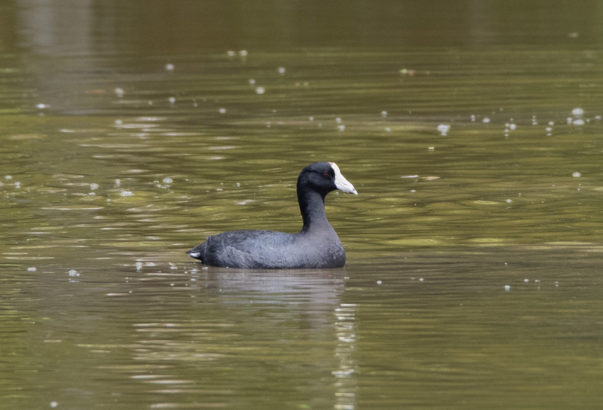 American Coot (White-shielded) - Denny Swaby