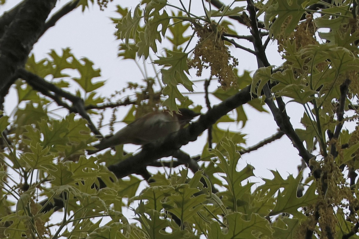 Bay-breasted Warbler - Larry Therrien