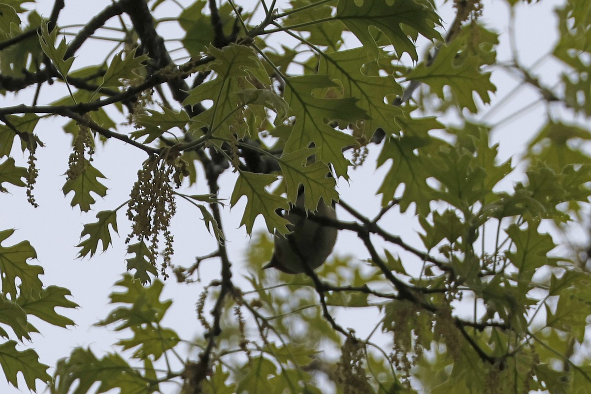 Bay-breasted Warbler - Larry Therrien