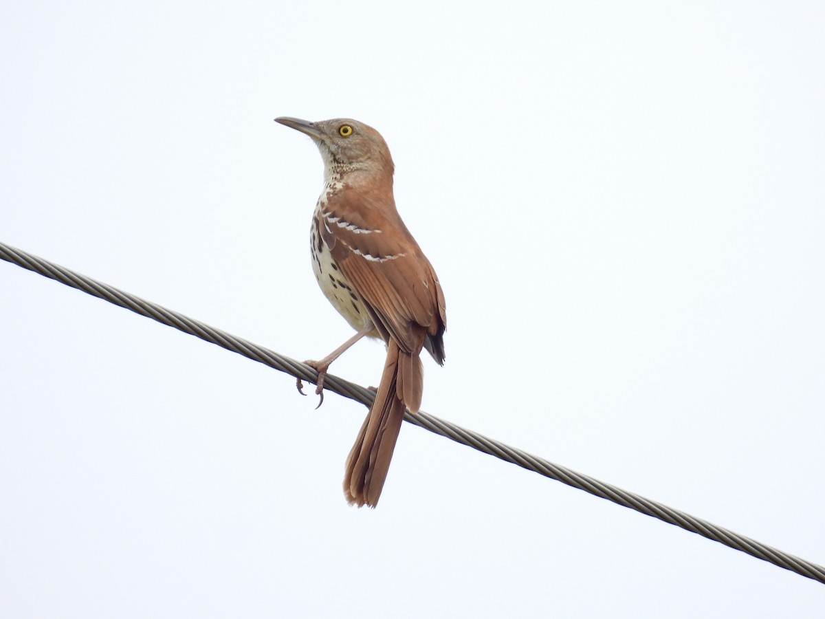 Brown Thrasher - Bonnie Penet