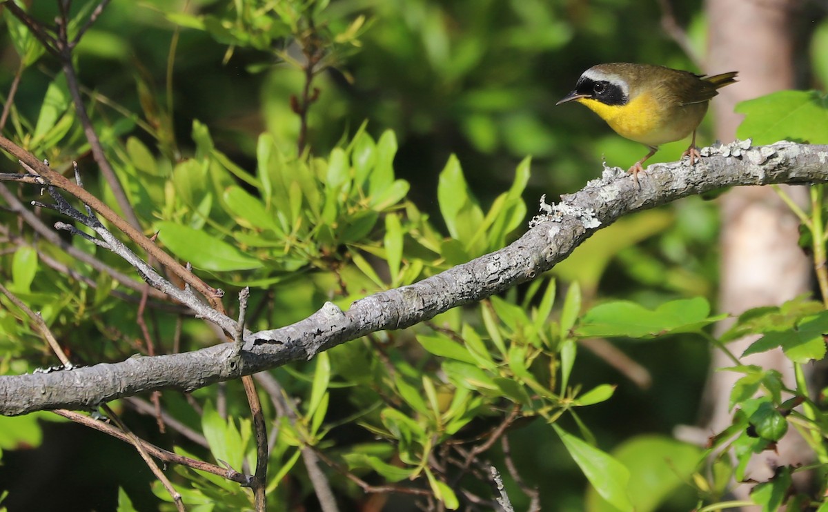 Common Yellowthroat - ML619244202