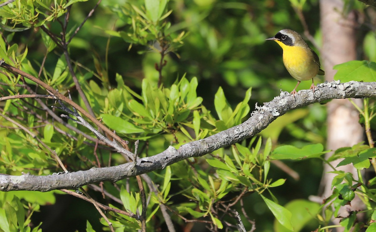 Common Yellowthroat - ML619244219