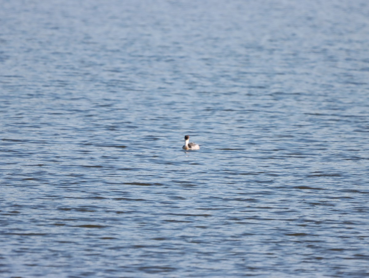 Silvery Grebe - Mario Reyes