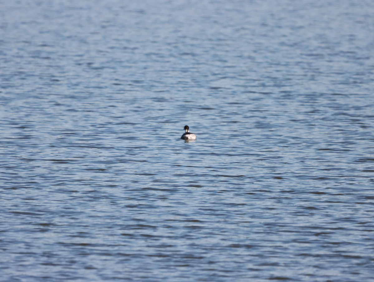 Silvery Grebe - Mario Reyes