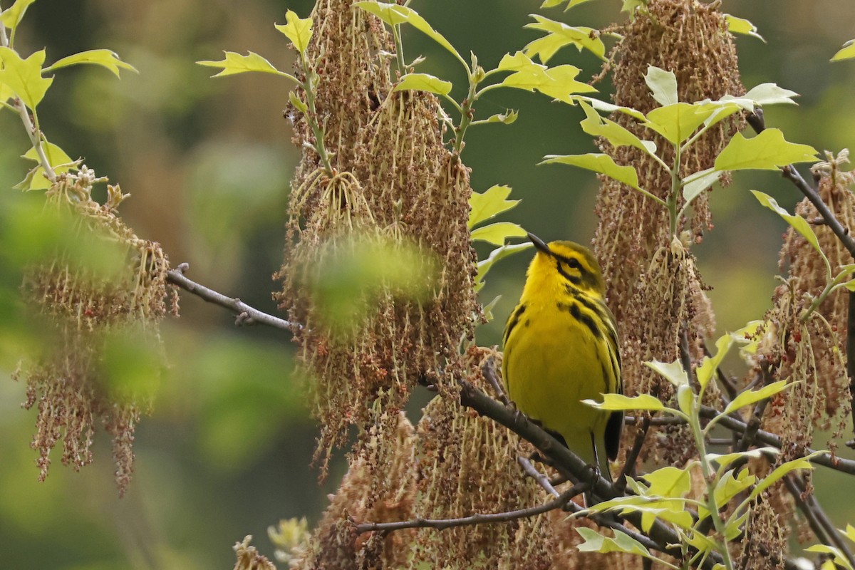 Prairie Warbler - Larry Therrien