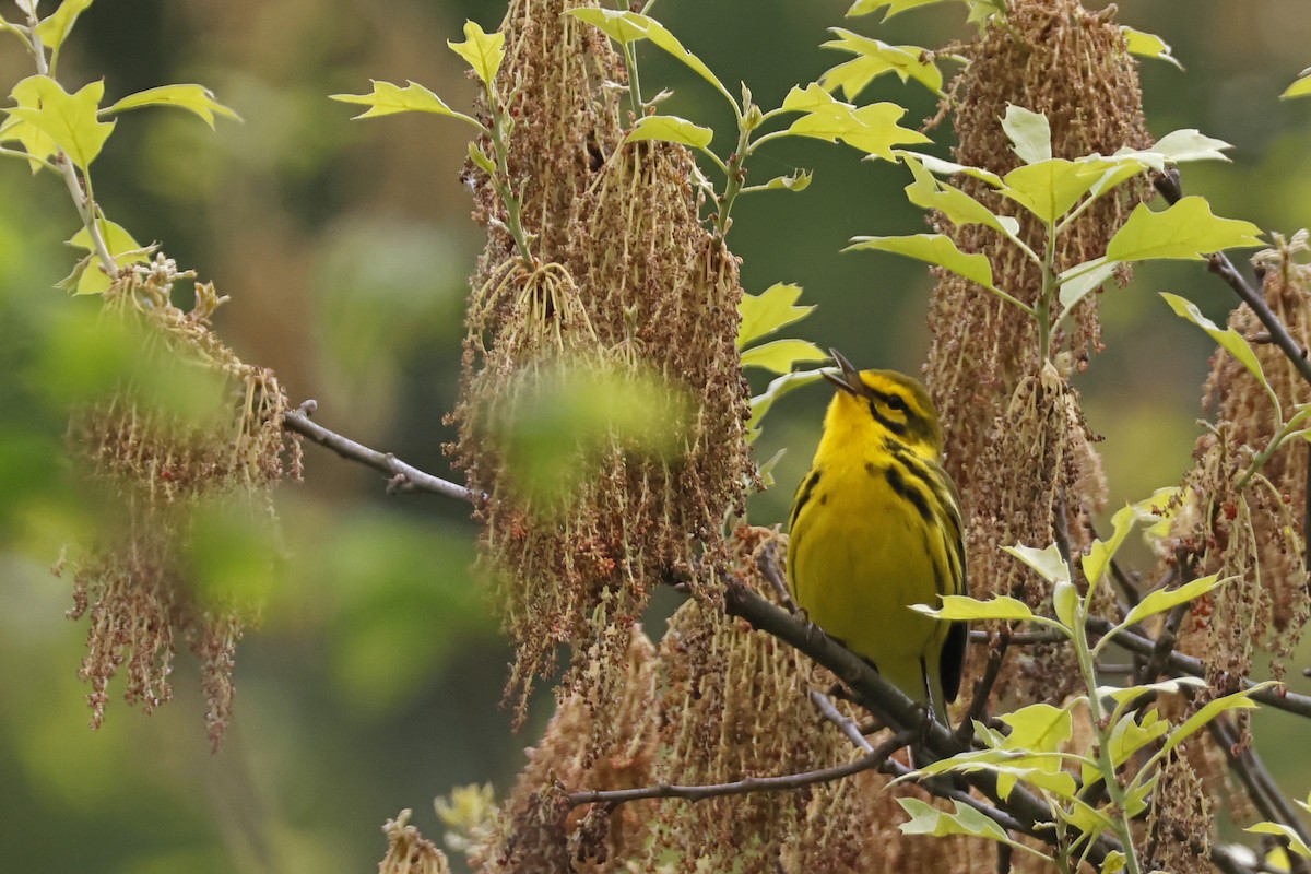 Prairie Warbler - Larry Therrien