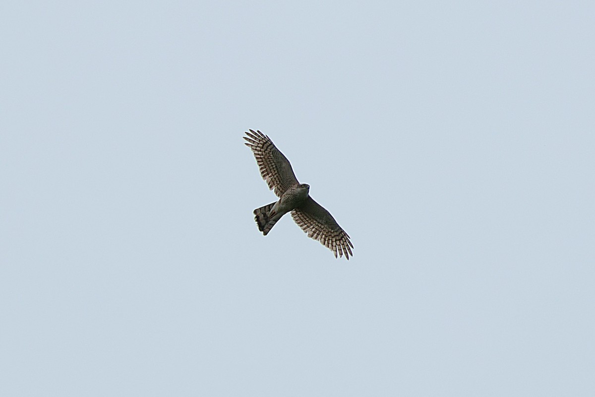 Eurasian Sparrowhawk - Seán Holland