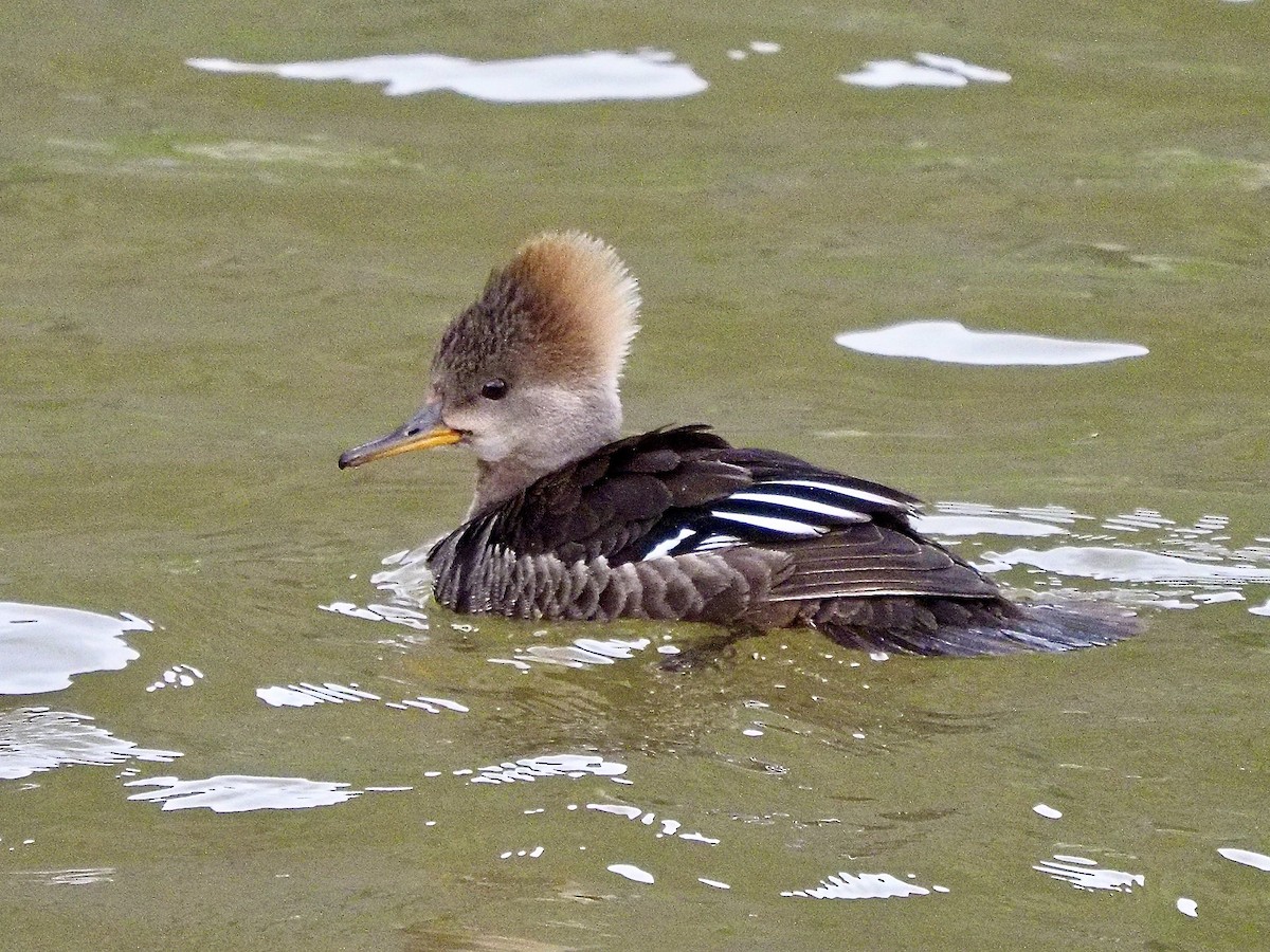 Hooded Merganser - ML619244256