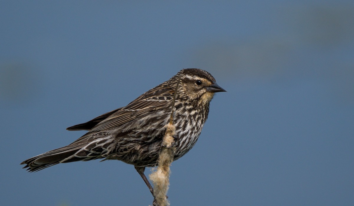 Red-winged Blackbird - ML619244261