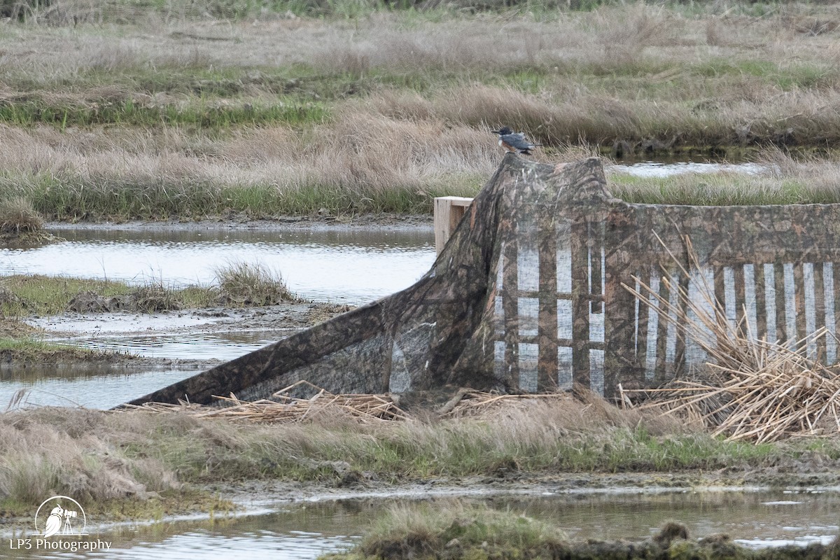 Belted Kingfisher - ML619244262