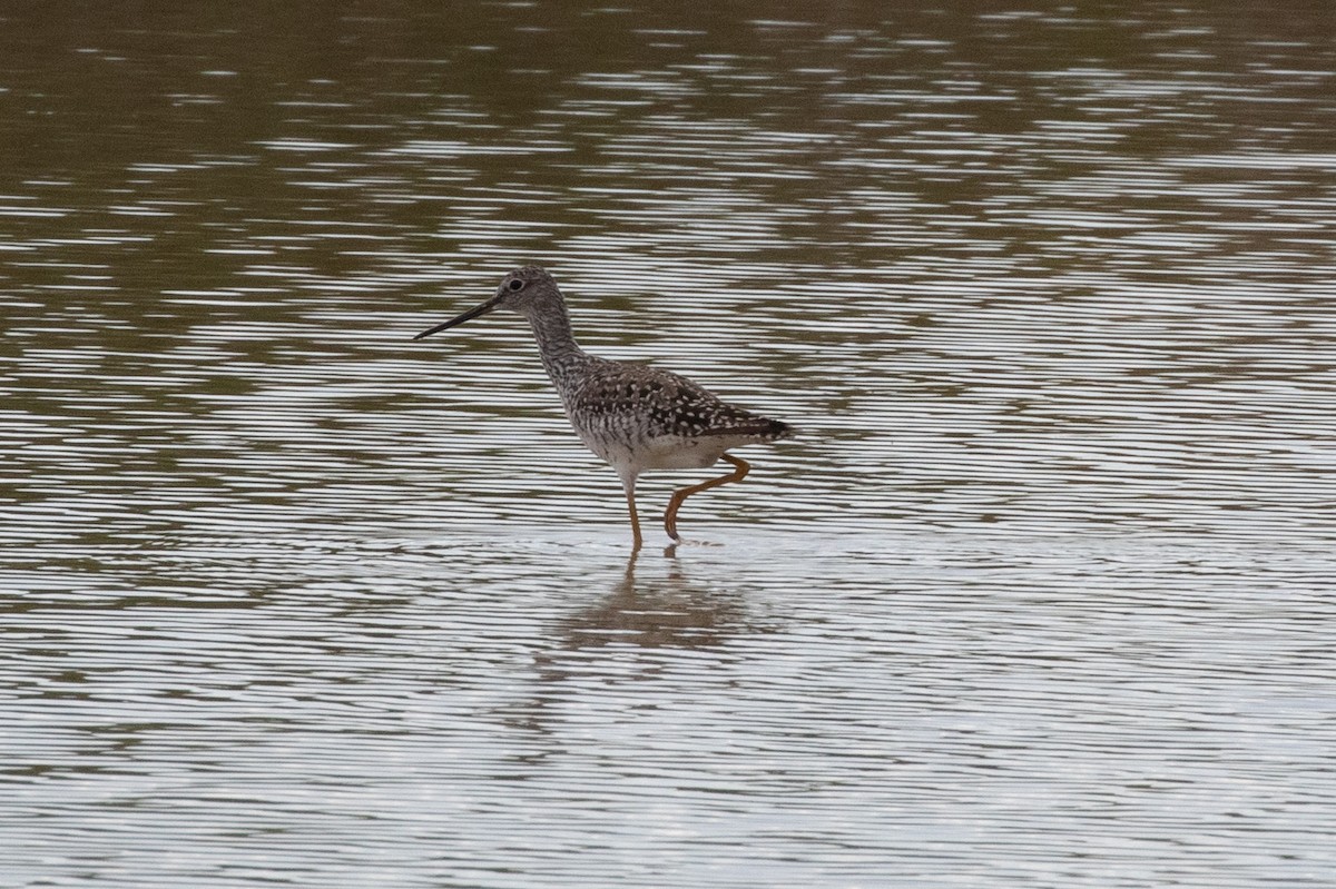 Greater Yellowlegs - ML619244274