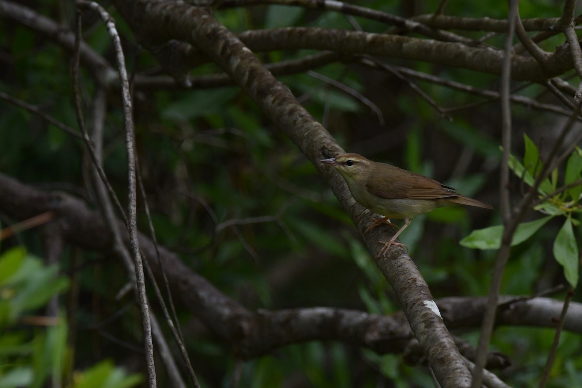 Swainson's Warbler - Isaac Smith