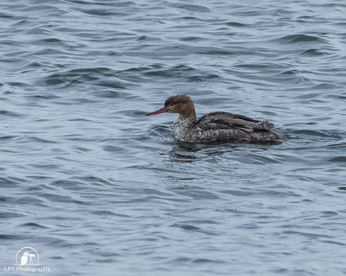 Red-breasted Merganser - ML619244298